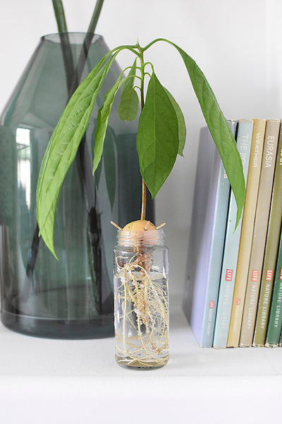 How to Grow an Avocado from Seed: A Beginner’s Step-by-Step E-book