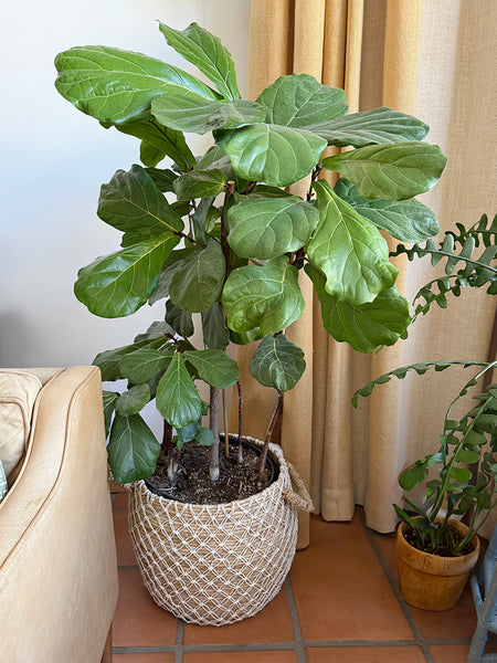 Cutting back Fiddle Leaf Figs