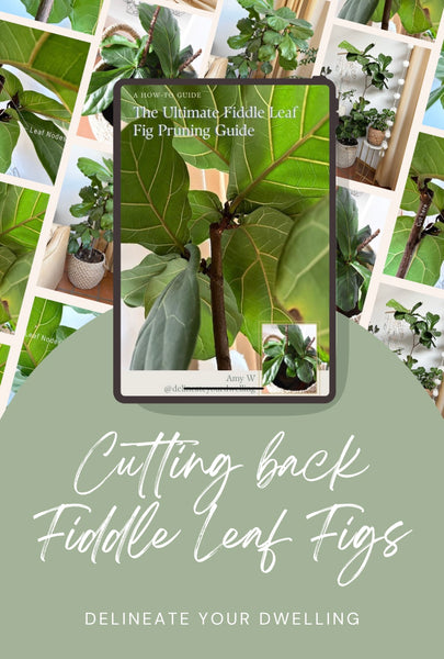 Cutting back Fiddle Leaf Figs