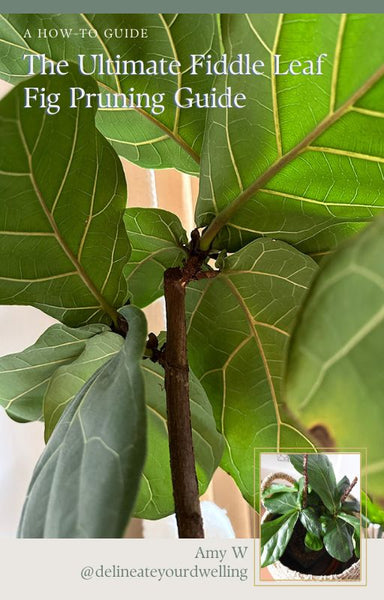 Cutting back Fiddle Leaf Figs