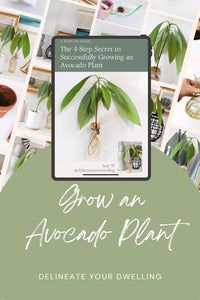 How to Grow an Avocado from Seed: A Beginner’s Step-by-Step E-book