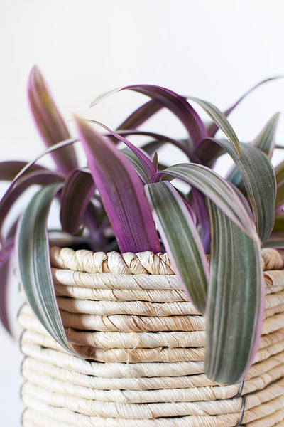 Low Light Houseplant Shopping Guide PDF
