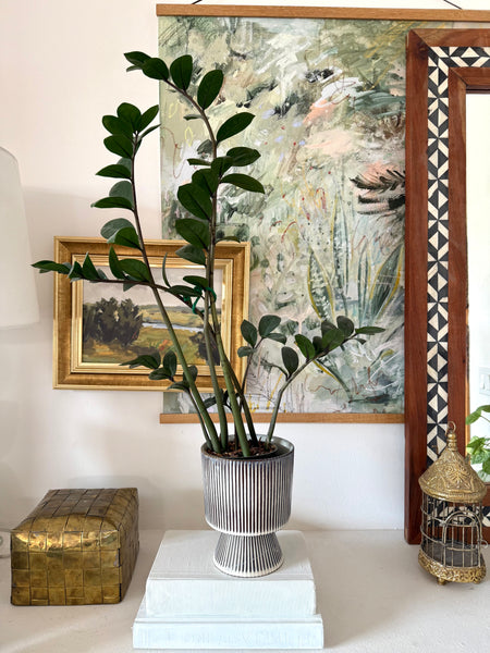 Low Light Houseplant Shopping Guide PDF